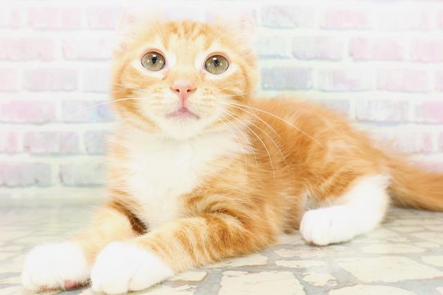 神奈川県のアメリカンカール (Coo&RIKU平塚店/2026年4月15日生まれ/男の子/レッドタビーホワイト)の子猫の2枚目の画像