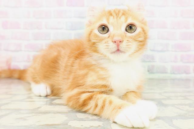 神奈川県のアメリカンカール (Coo&RIKU平塚店/2026年4月15日生まれ/男の子/レッドタビーホワイト)の子猫の3枚目の画像