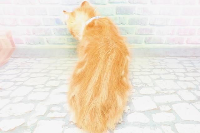 神奈川県のアメリカンカール (Coo&RIKU平塚店/2026年4月15日生まれ/男の子/レッドタビーホワイト)の子猫の4枚目の画像