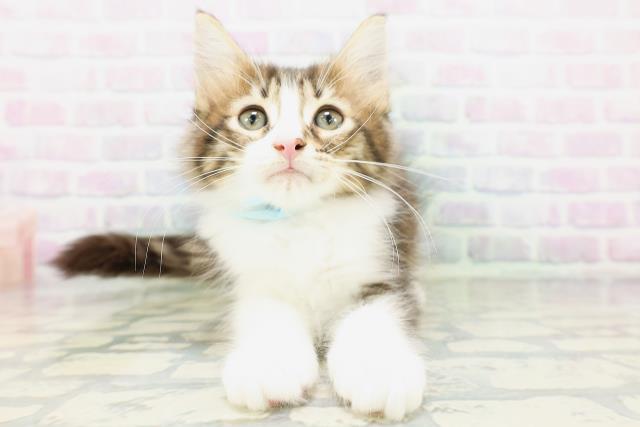 ノルウェージャン・フォレストキャット