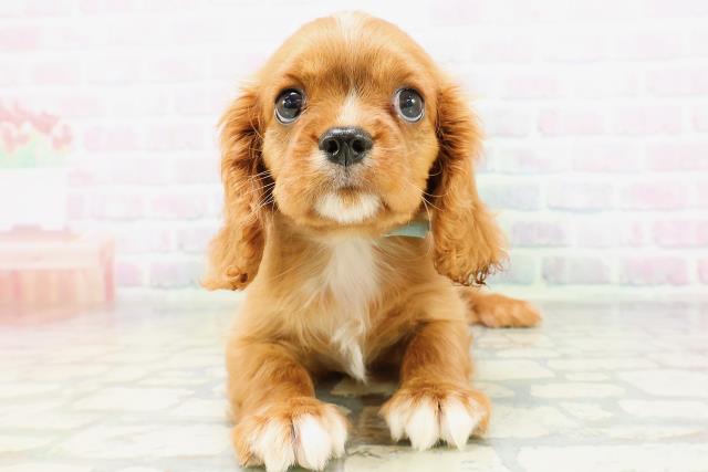 東京都のキャバリアキングチャールズスパニエル (Coo&RIKU新宿三丁目店/2026年5月19日生まれ/男の子/ルビーホワイト)の子犬の1枚目の画像