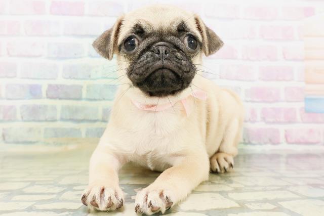 神奈川県のパグ (Coo&RIKU秦野店/2026年5月19日生まれ/女の子/フォーン)の子犬の1枚目の画像