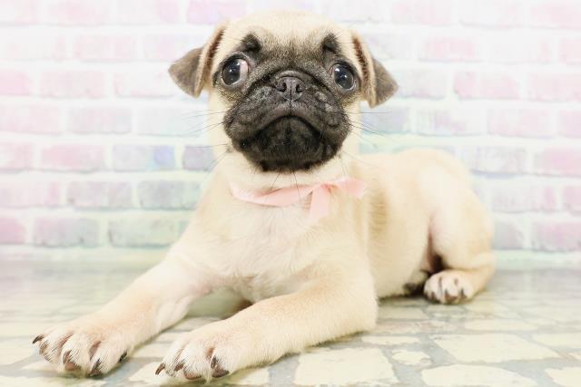 神奈川県のパグ (Coo&RIKU秦野店/2026年5月19日生まれ/女の子/フォーン)の子犬の2枚目の画像