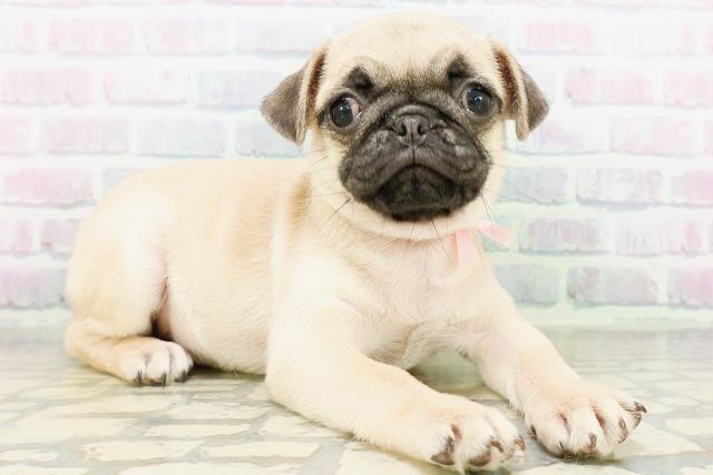 神奈川県のパグ (Coo&RIKU秦野店/2026年5月19日生まれ/女の子/フォーン)の子犬の3枚目の画像