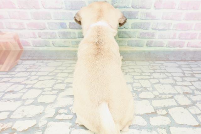 神奈川県のパグ (Coo&RIKU秦野店/2026年5月19日生まれ/女の子/フォーン)の子犬の4枚目の画像