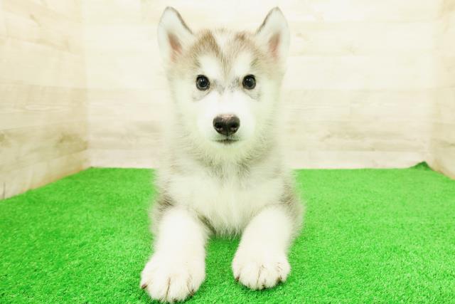 東京都のハーフ犬・ミックス犬 (Coo&RIKU新宿三丁目店/2026年5月12日生まれ/男の子/シルバーホワイト)の子犬の1枚目の画像