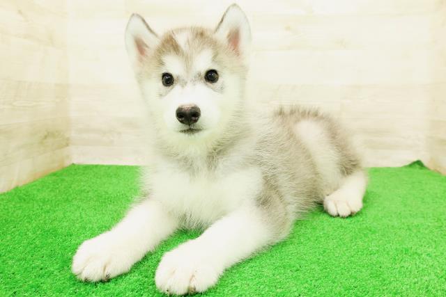 東京都のハーフ犬・ミックス犬 (Coo&RIKU新宿三丁目店/2026年5月12日生まれ/男の子/シルバーホワイト)の子犬の2枚目の画像