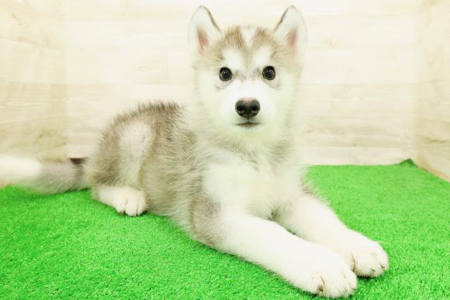 東京都のハーフ犬・ミックス犬 (Coo&RIKU新宿三丁目店/2026年5月12日生まれ/男の子/シルバーホワイト)の子犬の3枚目の画像