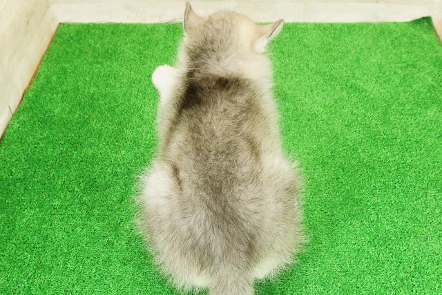 東京都のハーフ犬・ミックス犬 (Coo&RIKU新宿三丁目店/2026年5月12日生まれ/男の子/シルバーホワイト)の子犬の4枚目の画像