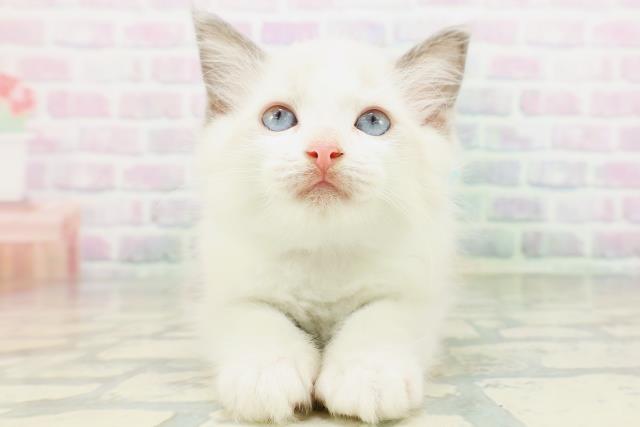 茨城県のラグドール (Coo&RIKU石岡店/2026年5月22日生まれ/男の子/ブルーポイントバイカラー)の子猫の1枚目の画像