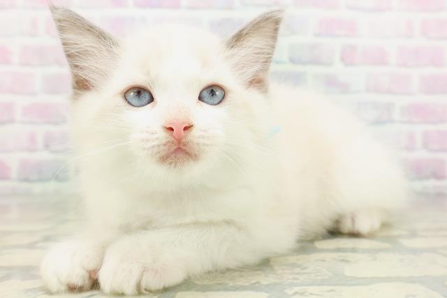 茨城県のラグドール (Coo&RIKU石岡店/2026年5月22日生まれ/男の子/ブルーポイントバイカラー)の子猫の2枚目の画像