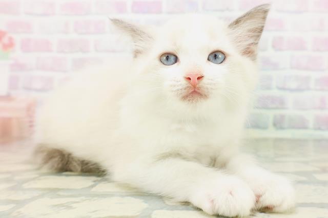 茨城県のラグドール (Coo&RIKU石岡店/2026年5月22日生まれ/男の子/ブルーポイントバイカラー)の子猫の3枚目の画像