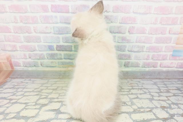 茨城県のラグドール (Coo&RIKU石岡店/2026年5月22日生まれ/男の子/ブルーポイントバイカラー)の子猫の4枚目の画像