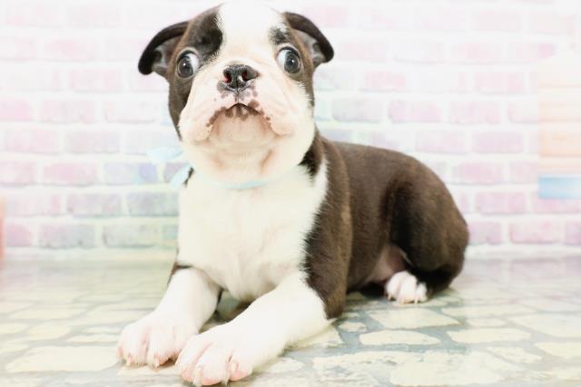 東京都のボストンテリア (Coo&RIKU中野サンモール店/2026年5月25日生まれ/男の子/ボストンカラー)の子犬の2枚目の画像