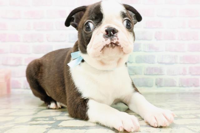 東京都のボストンテリア (Coo&RIKU中野サンモール店/2026年5月25日生まれ/男の子/ボストンカラー)の子犬の3枚目の画像