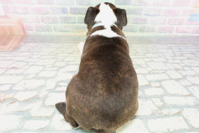 東京都のボストンテリア (Coo&RIKU中野サンモール店/2026年5月25日生まれ/男の子/ボストンカラー)の子犬の4枚目の画像
