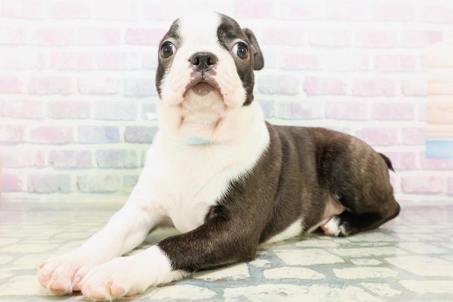東京都のボストンテリア (Coo&RIKU武蔵小山店/2026年5月25日生まれ/男の子/ボストンカラー)の子犬の2枚目の画像