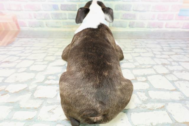 東京都のボストンテリア (Coo&RIKU武蔵小山店/2026年5月25日生まれ/男の子/ボストンカラー)の子犬の4枚目の画像