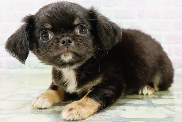 埼玉県のチワワ(ロング) (Coo&RIKU大宮店/2026年5月22日生まれ/男の子/ブラックタン)の子犬の2枚目の画像