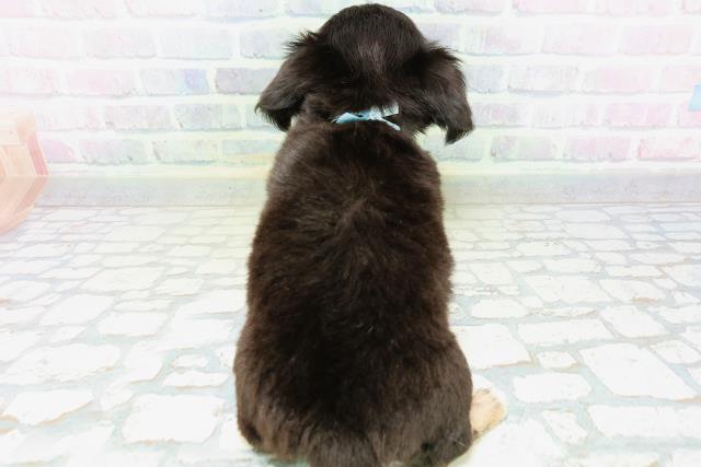 埼玉県のチワワ(ロング) (Coo&RIKU大宮店/2026年5月22日生まれ/男の子/ブラックタン)の子犬の4枚目の画像