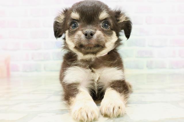 茨城県のチワワ(ロング) (Coo&RIKU牛久店/2026年5月23日生まれ/女の子/ブラックタン)の子犬の1枚目の画像