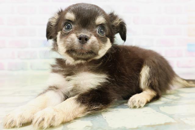 茨城県のチワワ(ロング) (Coo&RIKU牛久店/2026年5月23日生まれ/女の子/ブラックタン)の子犬の2枚目の画像