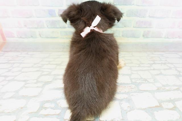茨城県のチワワ(ロング) (Coo&RIKU牛久店/2026年5月23日生まれ/女の子/ブラックタン)の子犬の4枚目の画像