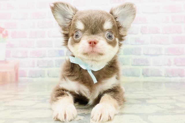 東京都のチワワ(ロング) (Coo&RIKU高円寺店/2026年5月23日生まれ/男の子/イザベラタン)の子犬の1枚目の画像