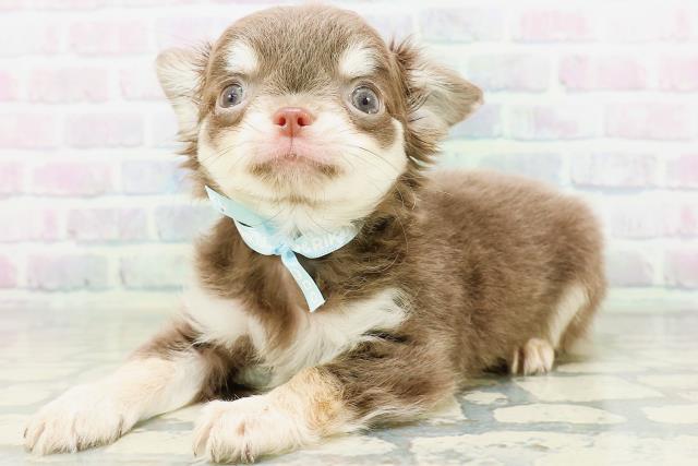 東京都のチワワ(ロング) (Coo&RIKU高円寺店/2026年5月23日生まれ/男の子/イザベラタン)の子犬の2枚目の画像