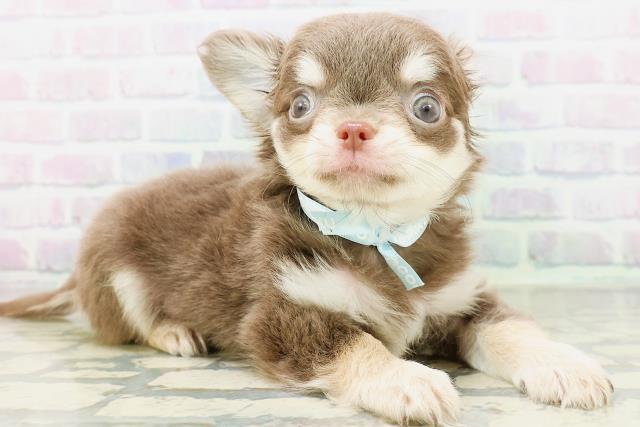 東京都のチワワ(ロング) (Coo&RIKU高円寺店/2026年5月23日生まれ/男の子/イザベラタン)の子犬の3枚目の画像
