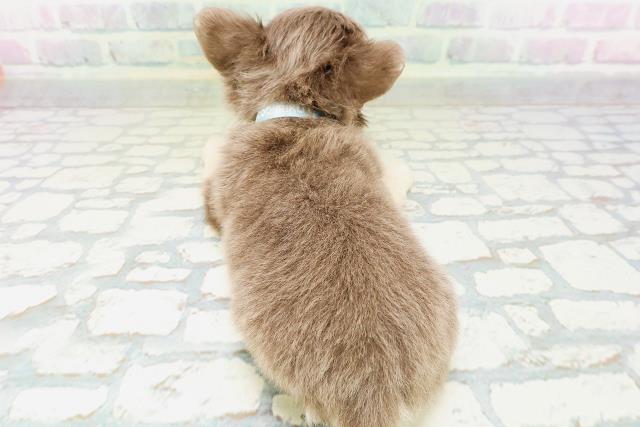 東京都のチワワ(ロング) (Coo&RIKU高円寺店/2026年5月23日生まれ/男の子/イザベラタン)の子犬の4枚目の画像