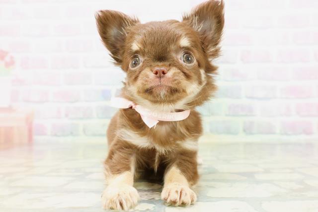 神奈川県のチワワ(ロング) (Coo&RIKU秦野店/2026年5月23日生まれ/女の子/チョコレートタン)の子犬の1枚目の画像