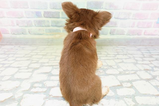 神奈川県のチワワ(ロング) (Coo&RIKU秦野店/2026年5月23日生まれ/女の子/チョコレートタン)の子犬の4枚目の画像