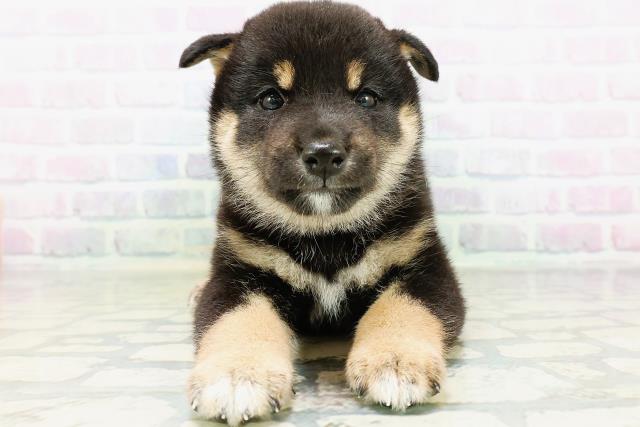 柴犬