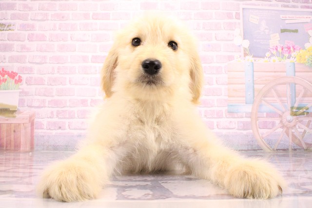 和歌山県のハーフ犬・ミックス犬 (Coo&RIKU和歌山店/2026年5月15日生まれ/男の子/クリーム)の子犬の1枚目の画像