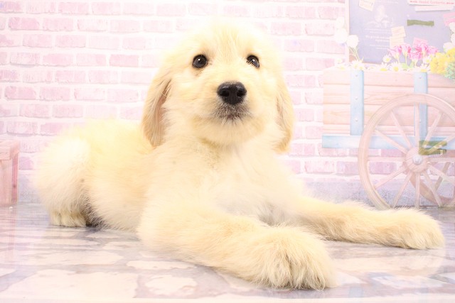 和歌山県のハーフ犬・ミックス犬 (Coo&RIKU和歌山店/2026年5月15日生まれ/男の子/クリーム)の子犬の2枚目の画像