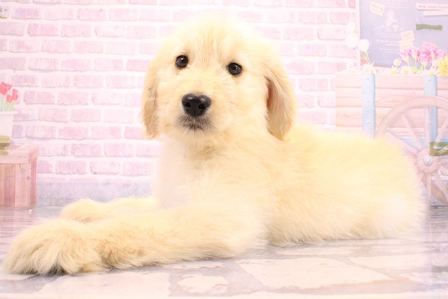 和歌山県のハーフ犬・ミックス犬 (Coo&RIKU和歌山店/2026年5月15日生まれ/男の子/クリーム)の子犬の3枚目の画像