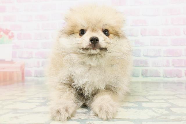 東京都のポメラニアン (Coo&RIKU新宿三丁目店/2026年5月21日生まれ/男の子/オレンジ)の子犬の1枚目の画像