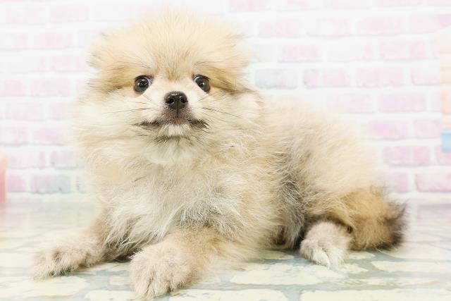 東京都のポメラニアン (Coo&RIKU新宿三丁目店/2026年5月21日生まれ/男の子/オレンジ)の子犬の2枚目の画像