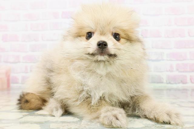 東京都のポメラニアン (Coo&RIKU新宿三丁目店/2026年5月21日生まれ/男の子/オレンジ)の子犬の3枚目の画像