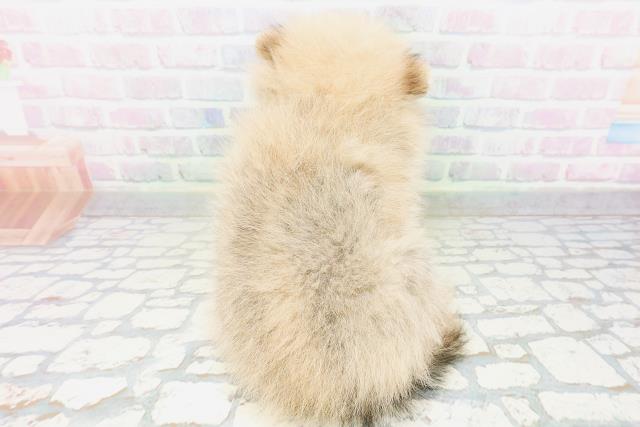 東京都のポメラニアン (Coo&RIKU新宿三丁目店/2026年5月21日生まれ/男の子/オレンジ)の子犬の4枚目の画像