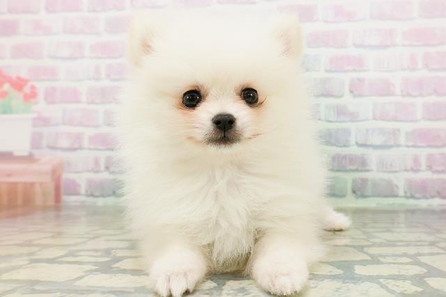 神奈川県のポメラニアン (Coo&RIKU平塚店/2026年5月23日生まれ/女の子/クリーム)の子犬の1枚目の画像