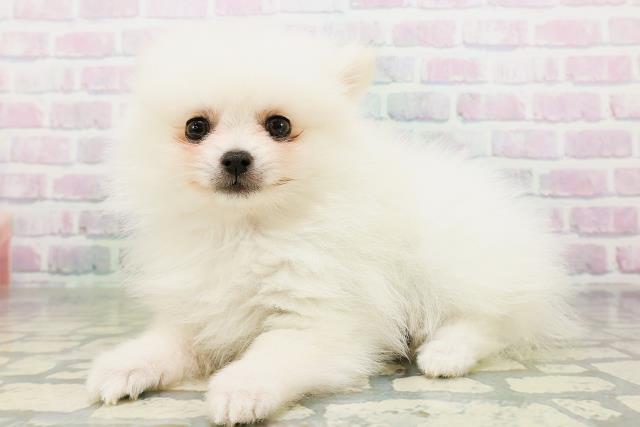 神奈川県のポメラニアン (Coo&RIKU平塚店/2026年5月23日生まれ/女の子/クリーム)の子犬の2枚目の画像