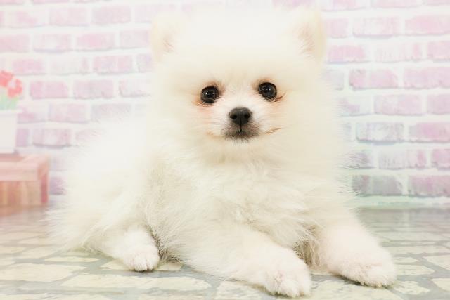 神奈川県のポメラニアン (Coo&RIKU平塚店/2026年5月23日生まれ/女の子/クリーム)の子犬の3枚目の画像
