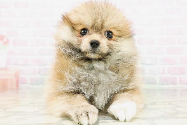 神奈川県のポメラニアン (Coo&RIKU小田原店/2026年5月24日生まれ/男の子/オレンジ)の子犬の1枚目の画像