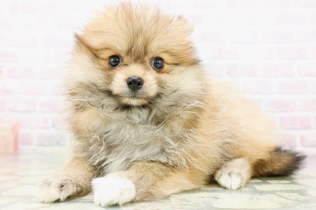 子犬の詳細情報 (神奈川県/2026年5月24日生まれ/男の子/オレンジ