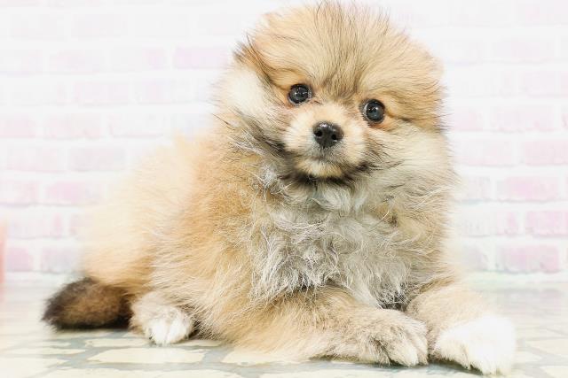 神奈川県のポメラニアン (Coo&RIKU小田原店/2026年5月24日生まれ/男の子/オレンジ)の子犬の3枚目の画像