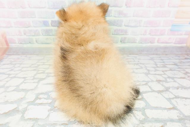 神奈川県のポメラニアン (Coo&RIKU小田原店/2026年5月24日生まれ/男の子/オレンジ)の子犬の4枚目の画像
