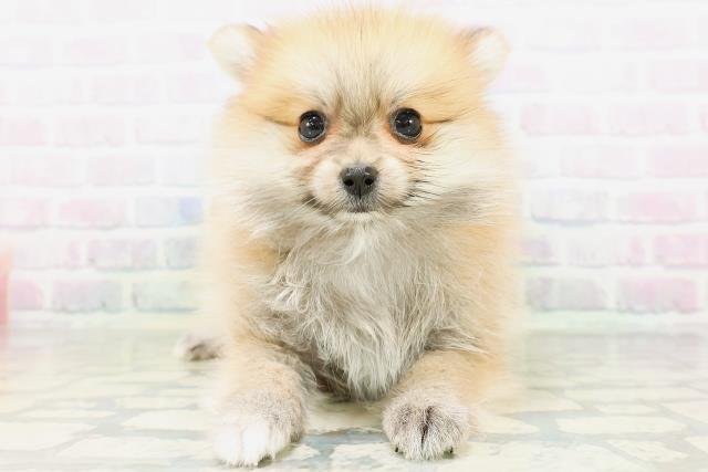 茨城県のポメラニアン (Coo&RIKU筑西店/2026年5月24日生まれ/女の子/オレンジ)の子犬の1枚目の画像
