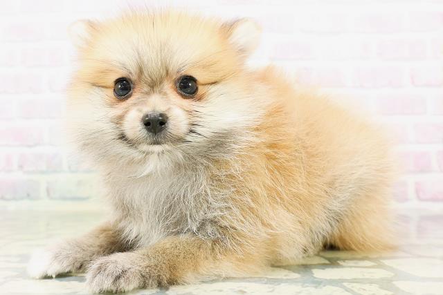 茨城県のポメラニアン (Coo&RIKU筑西店/2026年5月24日生まれ/女の子/オレンジ)の子犬の2枚目の画像
